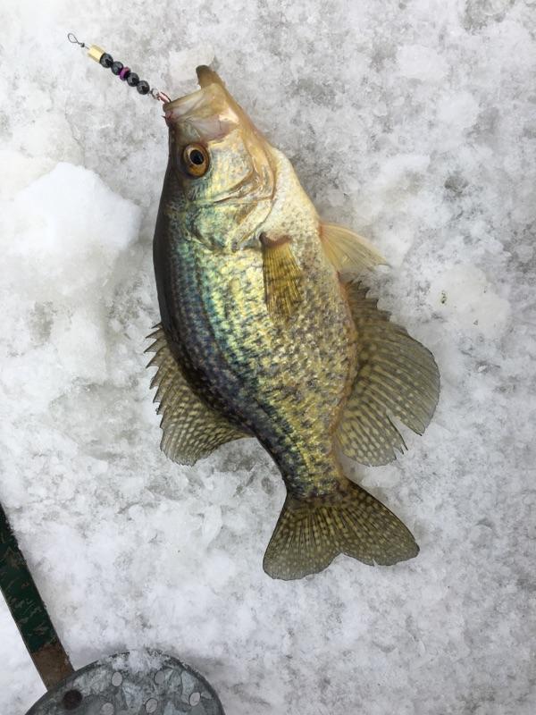 Ice Fishing for Crappie on Mississippi River Backwaters - Game & Fish